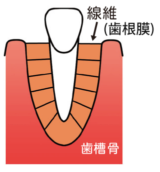 歯と歯の周りの基本構造1