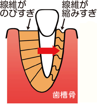 歯と歯の周りの基本構造2