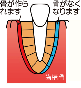 歯と歯の周りの基本構造3