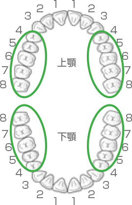 奥歯の位置