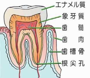 歯の全体構造