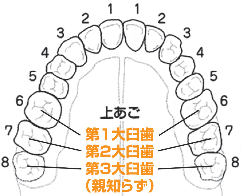 親知らずの場所